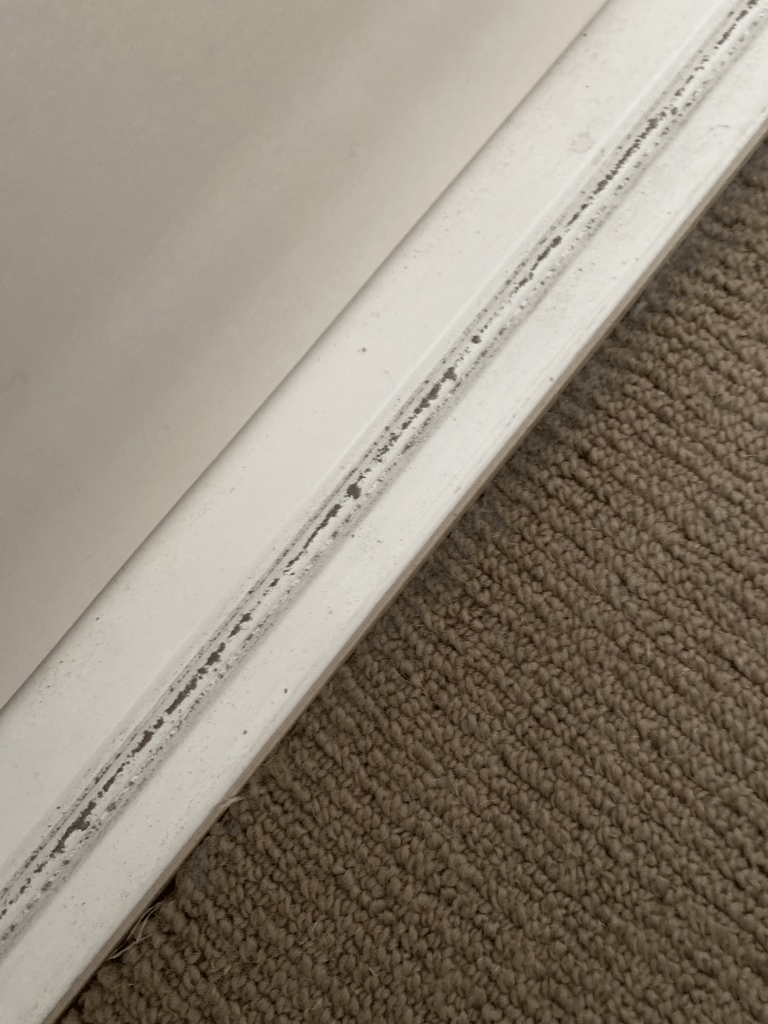 Pro-cleaning-in-melbourne-scaled